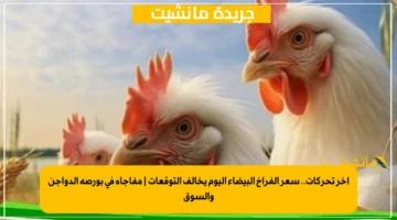 آخر تحركات.. سعر الفراخ البيضاء اليوم يخالف التوقعات مفاجأة في بورصة الدواجن والسوق 1